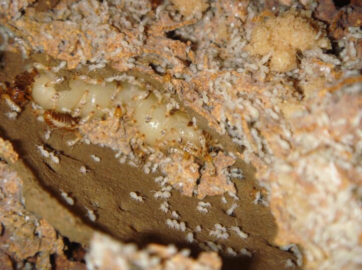 大型食品工厂仓库白蚁防治